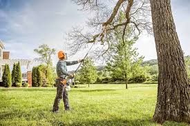 Best Tree Cabling and Bracing  in Rocklin, CA